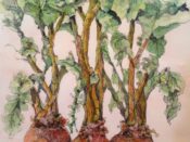 A drawing of three beets with leaves on them created by a member of The Guild of Harwich Artists.