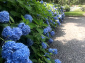 A row of blue flowers.