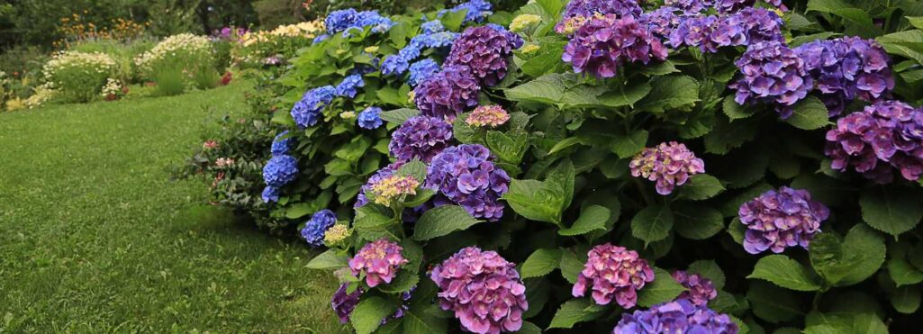 Hydrangeas in a garden with purple and blue flowers.